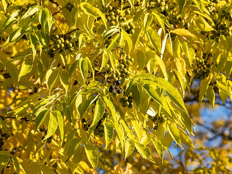 Foto Phellodendron amurense/Berberina